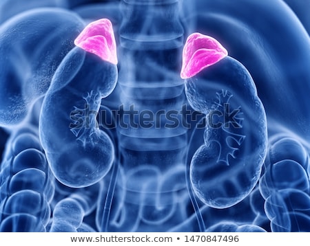 Foto stock: 3d Rendering Medical Illustration Of The Human Adrenal Glands