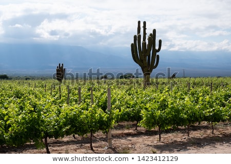 Zdjęcia stock: Giant Cactus In The Desert Argentina