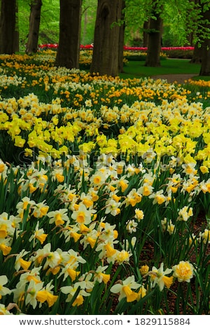 Stockfoto: Blooming Yelow Daffodils