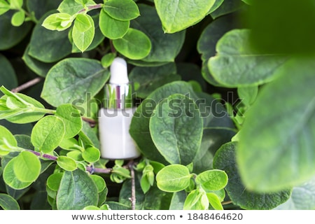 Stock photo: Face Cream Serum Lotion Moisturizer And Face Oil Among White