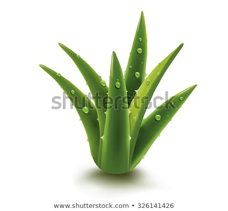 Stock foto: Natural Medicine Foliage Plant Aloe Vera Vector