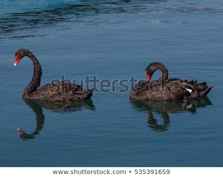Stok fotoğraf: Pair Of Black Swans And Ducks Swimming In Pond