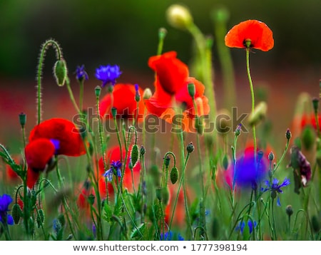 Foto stock: Red Corn Poppy Flowers