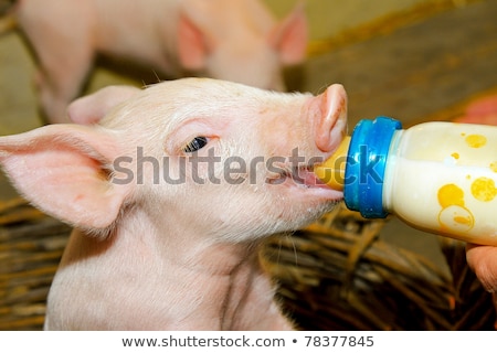 Сток-фото: Bottle Feed Pig