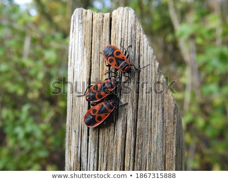 Stockfoto: Red Poison Bug - Pyrrhocoris Apterus