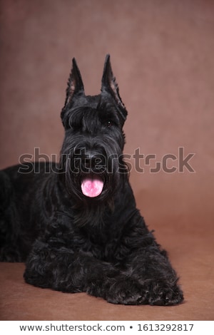 Stock photo: Big Black Schnauzer Dog Sticking Tongue