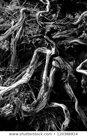 Stockfoto: Dried Branches In La Palma Caldera De Taburiente