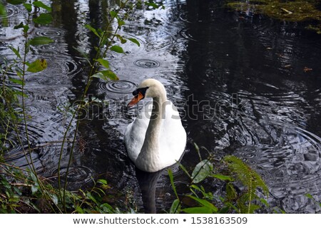 [[stock_photo]]: A Swan On A Lake In Cornwall