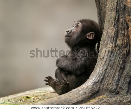 Сток-фото: One Apes In A Tree