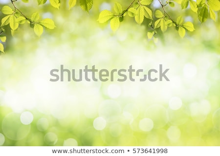 Foto stock: Beautiful Green Spring Background