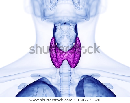 Stock foto: 3d Rendered Illustration Of The Male Thyroid Gland