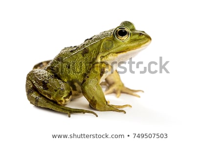 Stockfoto: A Frog