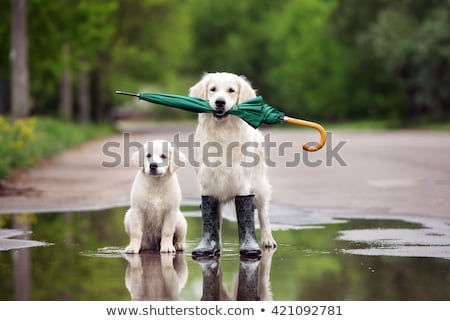 Stock foto: Waiting For The Storm