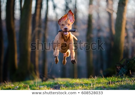 Stock photo: Crazy Speed Dog