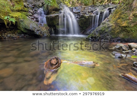 Foto d'archivio: Emerald Falls Along Gorton Creek With Driftwood