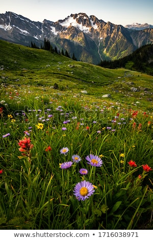 Stock fotó: Mountain Flowers