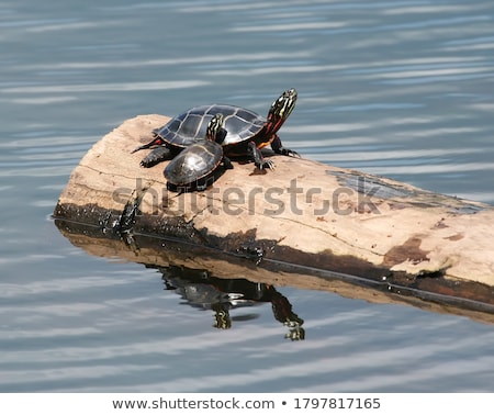 Stockfoto: Painted Turtle