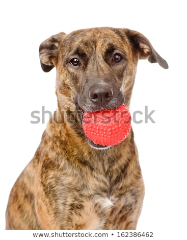 Stockfoto: Cute Mixed Breed Dog Bite A Ball In White Studio