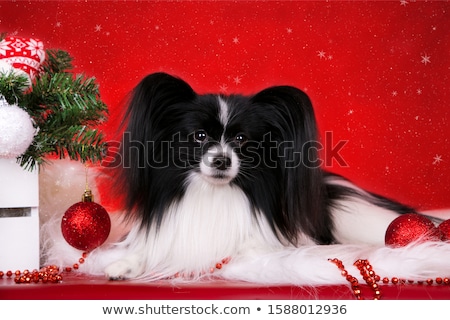 Zdjęcia stock: Sweet Papillon In The White Photo Studio