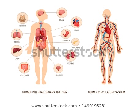 Stock foto: Pancreas Human Organ