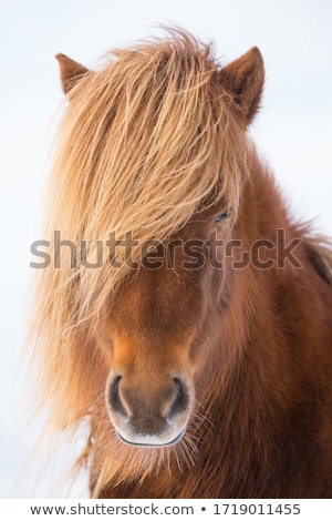 Foto stock: Portrait Of An Icelandic Pony With A Brown Mane