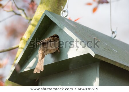 Eurasian Tree Sparrow In A Birdhouse Zdjęcia stock © manfredxy