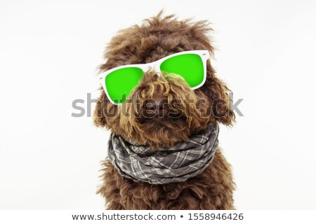 Stock photo: Poodle Wearing A Fur Scarf