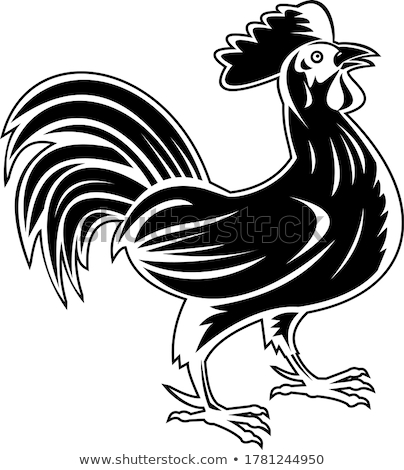 ストックフォト: Rooster Jungle Fowl Or Cockerel Looking Up Side View Retro Woodcut Black And White