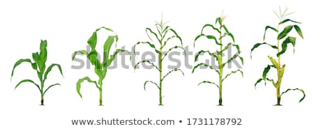 Stok fotoğraf: Growing Corn Stalks