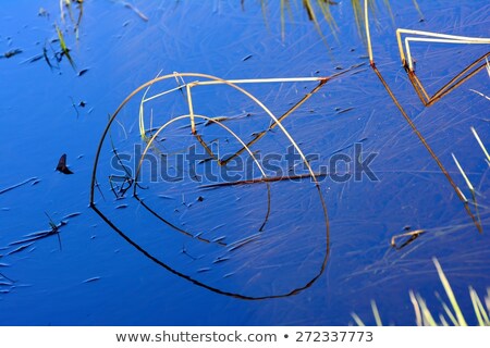 Stock foto: Rippled Calm Water Surface With Rushes At Sunset