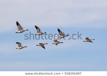 ストックフォト: Geese Flying Above The Water