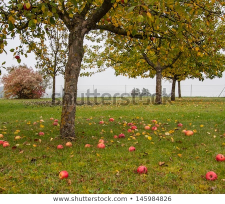 Foto stock: Windfall Apples