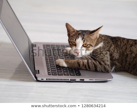 Stock fotó: Cat Is Using Laptop