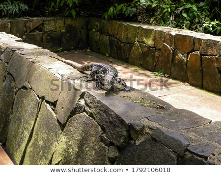 Foto d'archivio: Lizard In In Iguazu National Park Argentina