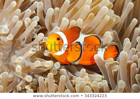 Stock photo: Orange Clown Fish