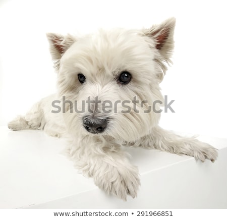 Foto stock: West Highland White Terrier Relaxing In A Big White Cube