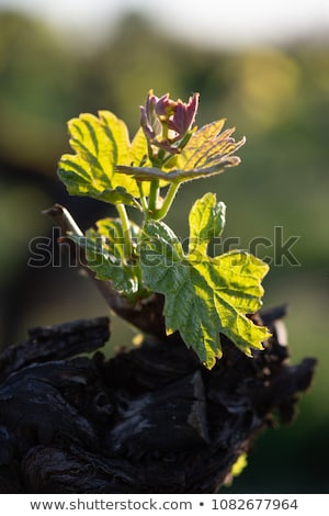 Zdjęcia stock: New Bug And Leaves Sprouting At The Beginning Of Spring On A Trellised Vine Growing In Bordeaux Vine