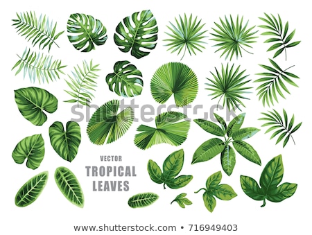 Stok fotoğraf: Tropical Leaves Set