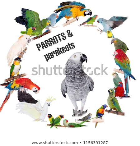 ストックフォト: Different Parrots Set