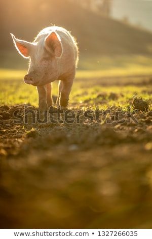 Foto d'archivio: Pigs Eating On A Meadow In An Organic Meat Farm