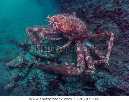 Foto d'archivio: A Giant Crab Under The Water