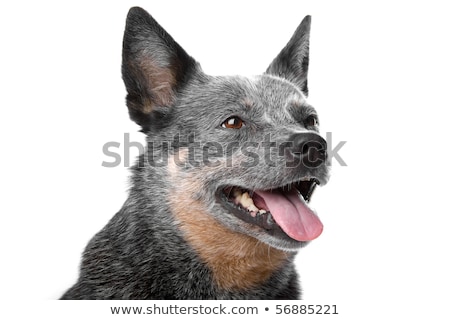 Foto stock: Ustralian · Cattle · Dog · Kelpie · Barb