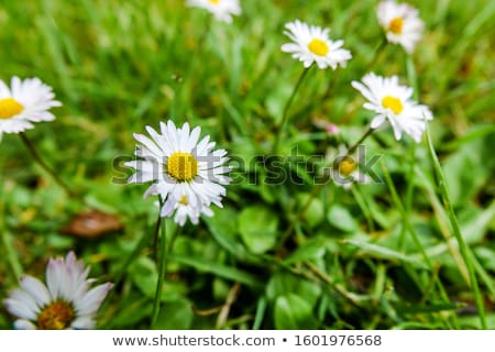 [[stock_photo]]: Greenfield At The Beginning Of Spring