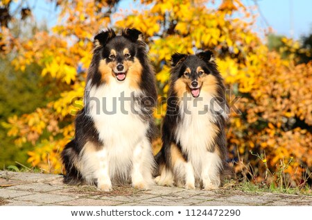 Foto d'archivio: Ue · Shetland · Sheepdogs · Sheltie