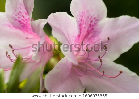 Zdjęcia stock: Pink Azalea In Bloom