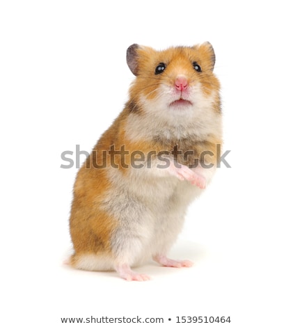 ストックフォト: Cute Hamster