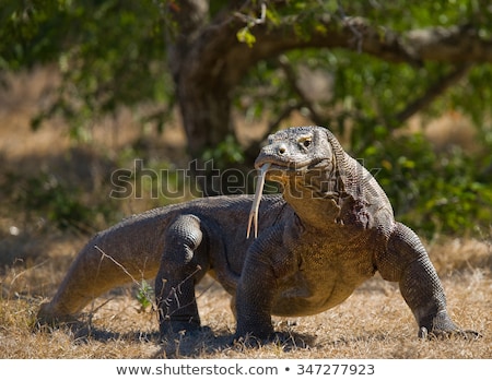 Stockfoto: Komodo Dragon