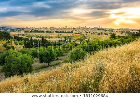 Stock photo: Grassy Skyline