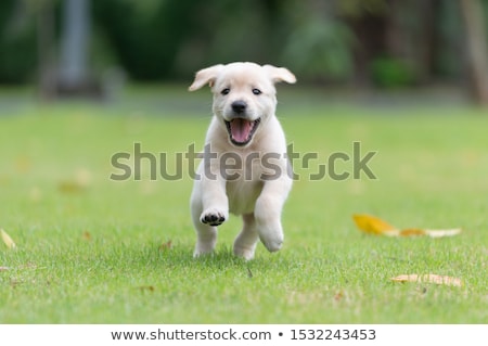 Foto stock: Labrador Retriever Puppy