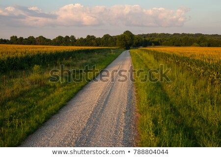 Rural Landscape With Road Between Two Fields Stock photo © TommyBrison